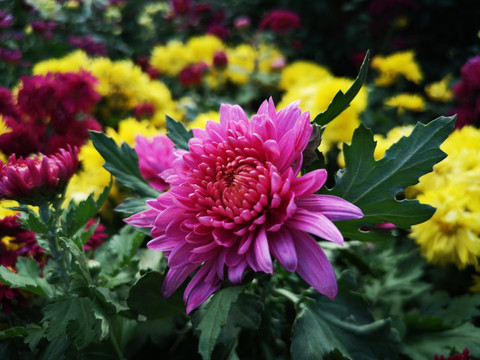 菊花