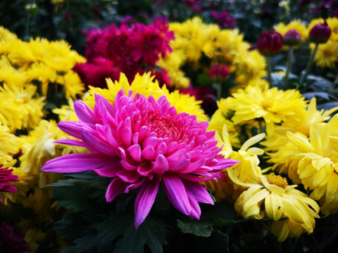菊花