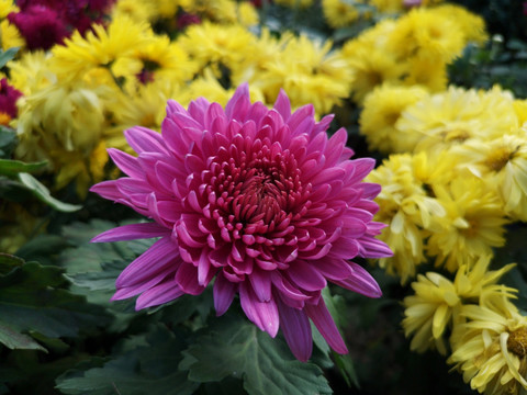 菊花
