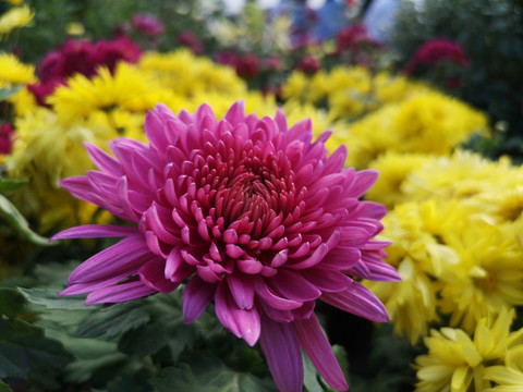 菊花