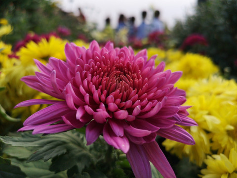菊花