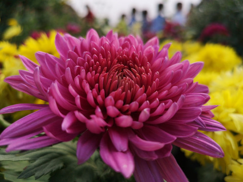 菊花