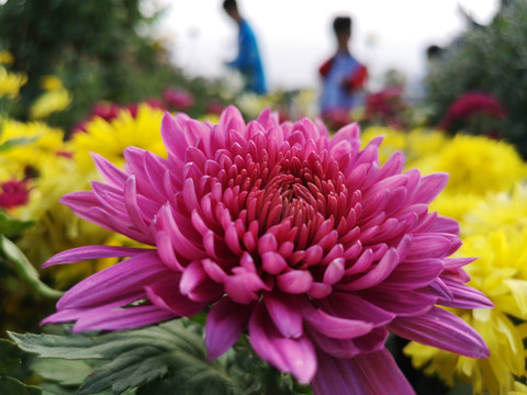 菊花