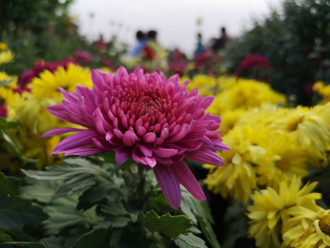菊花