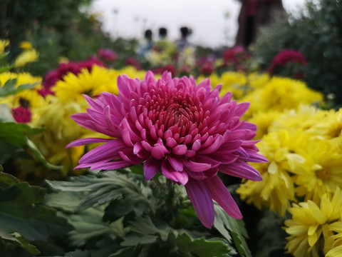 菊花