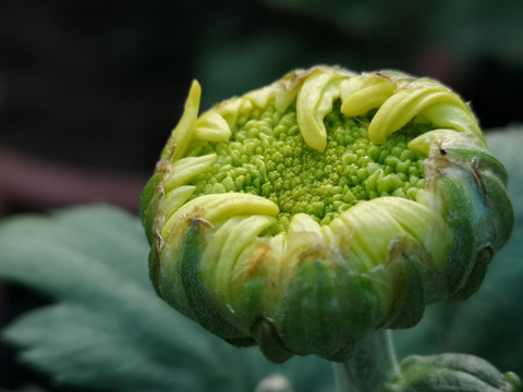 菊花