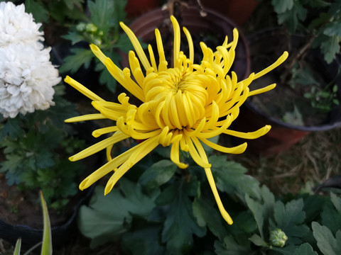 菊花