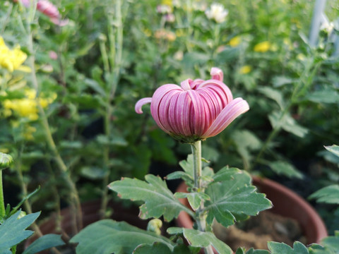 菊花