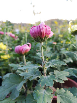 菊花