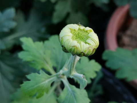 菊花