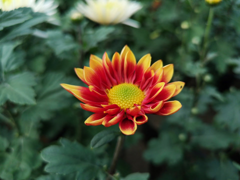 菊花