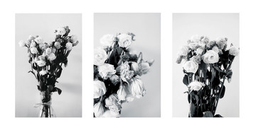 黑白摄影系列之花