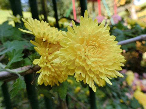 菊花