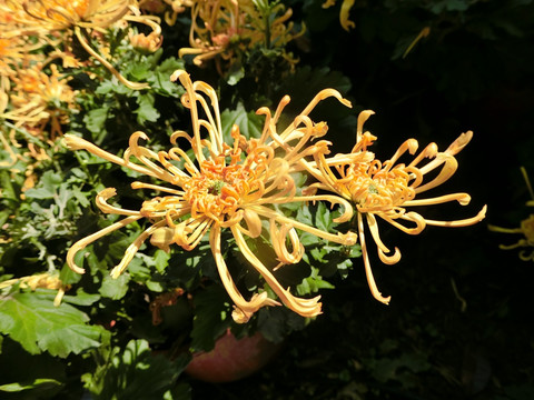 菊花
