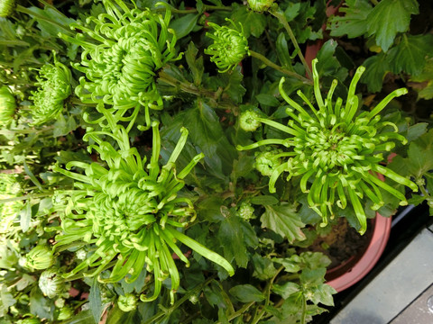 绿色菊花