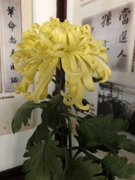黄色菊花 秋菊