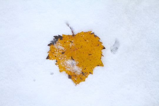 雪中落叶