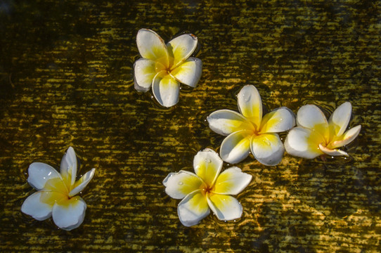 鸡蛋花