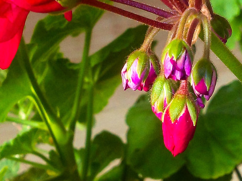 花蕾
