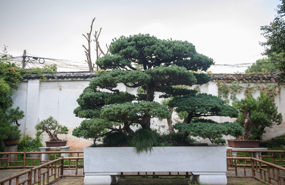 树桩盆景