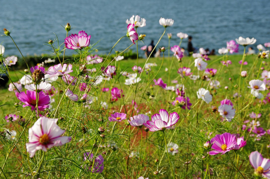 波斯菊