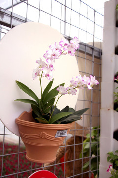 盆栽鲜花