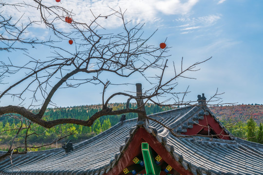 柿子树