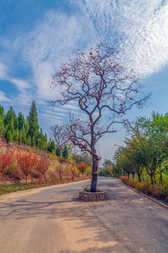 柿子树