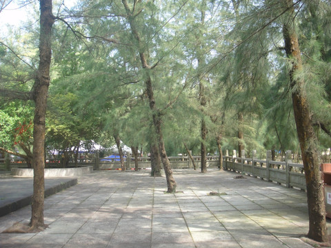 松树林