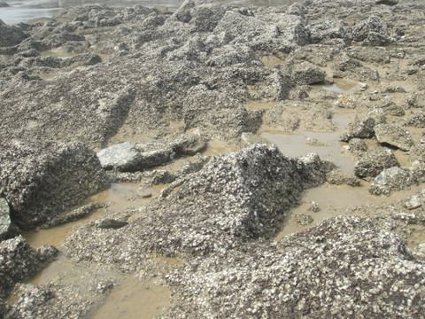 大海礁石