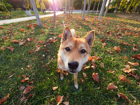 日本柴犬