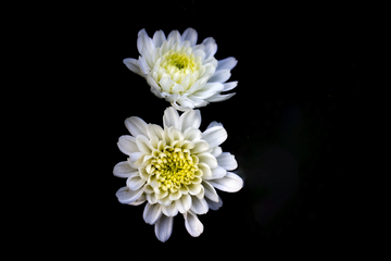 菊花