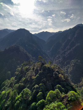 武义牛头山高山树林