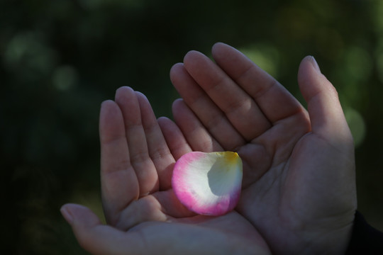 粉色花瓣