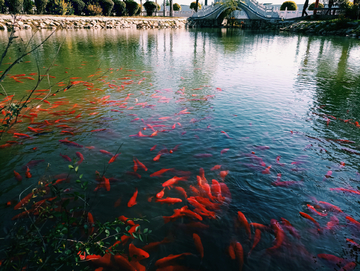 湖水观赏鱼