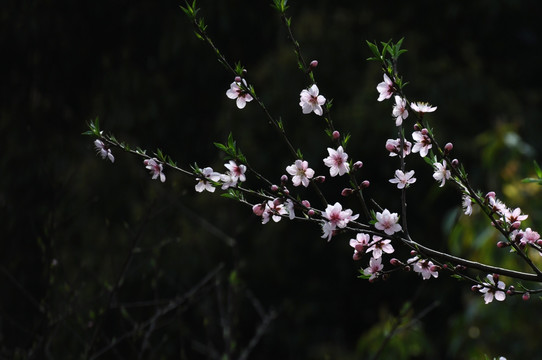 桃花