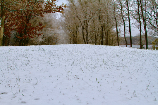 草地积雪