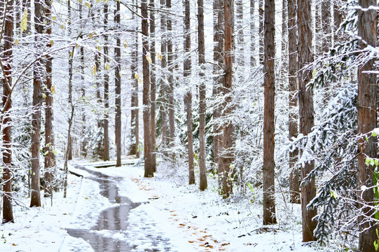 雪松