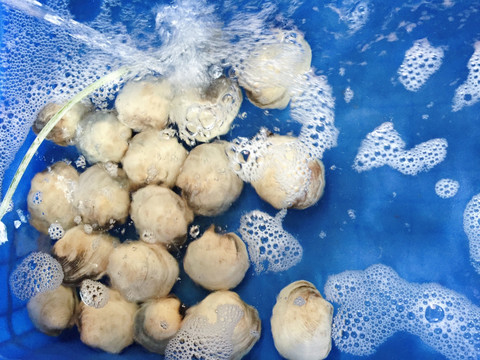 海鲜花蛤