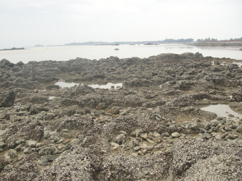 大海礁石