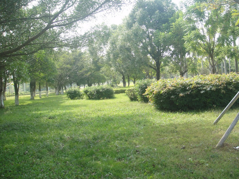 公园绿草