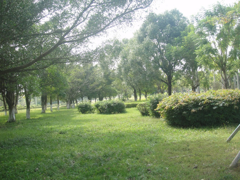 公园绿草