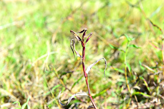 干花