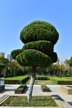 园林松树造型