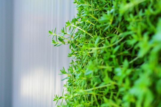 植物墙