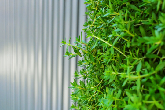 植物墙