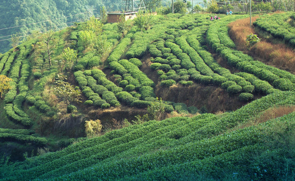 山地茶园