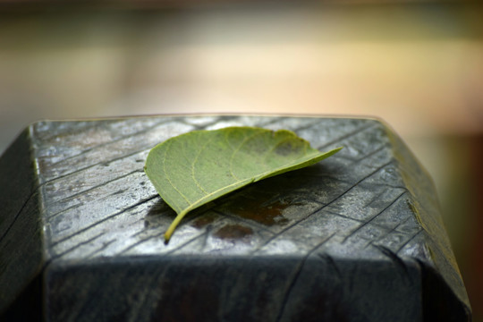 一片树叶