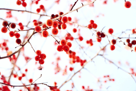 红叶海棠果