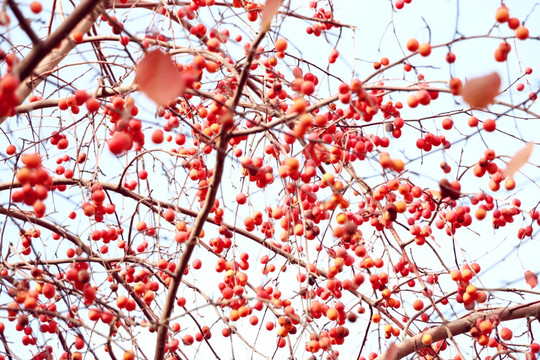 红叶海棠果